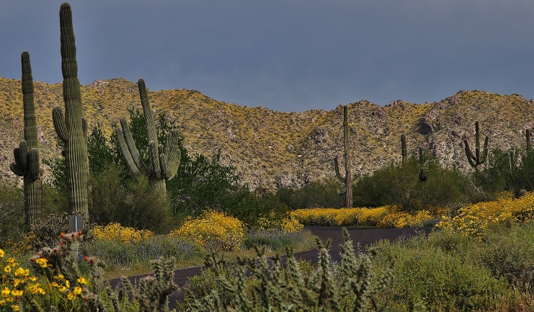 hills with brittlebush